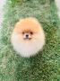 Pomeranac musko stene