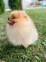 Pomeranac musko stene