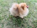 Pomeranac musko stene