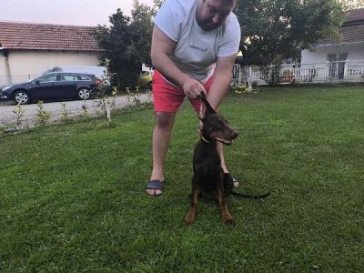 Stenci dobermana