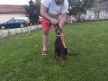 Stenci dobermana