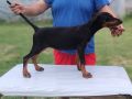 Stenci dobermana