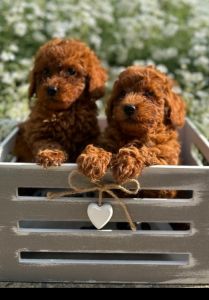 Toy i Mini Pudla stenci