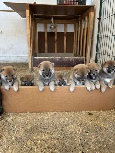 SHIBA INU, vrhunski štenci