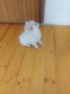 Pomeranski mini špic