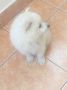 Pomeranski mini špic