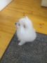 Pomeranski mini špic