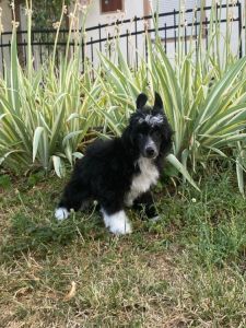 Kineski Ćubasti pas - štenci