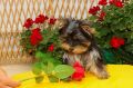 Yorkshire terijeri (Yorkie) – štenad
