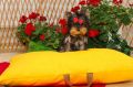 Yorkshire terijeri (Yorkie) – štenad