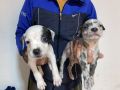 Pitbull Merle x Bluenose stenci