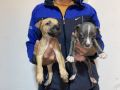 Pitbull Merle x Bluenose stenci