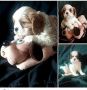 Cavalier King Charles štenci