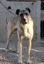 Turski Kangal, mužjak