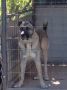 Turski Kangal, mužjak
