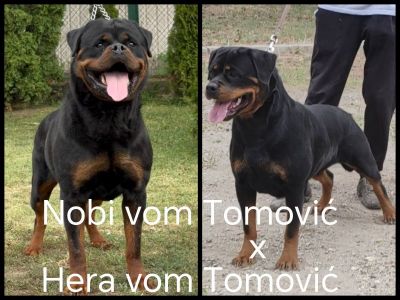 ROTVAJLER, stenci i odrasli psi