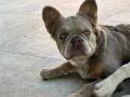 Francuski Buldog zenka