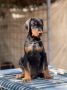 Prodaju se prelepi štenci dobermana
