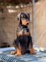 Prodaju se prelepi štenci dobermana