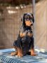 Prodaju se prelepi štenci dobermana