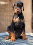 Prodaju se prelepi štenci dobermana