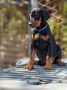 Prodaju se prelepi štenci dobermana