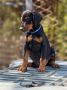 Prodaju se prelepi štenci dobermana