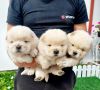 Chow Chow cau cau stenci