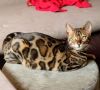 MMaestro_bengal macici