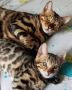 MMaestro_bengal macici