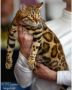 MMaestro_bengal macici