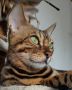 MMaestro_bengal macici