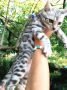 MMaestro_bengal macici