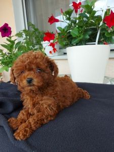 Toy teacup crvena pudla