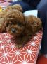 Toy teacup crvena pudla
