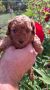 Toy teacup crvena pudla