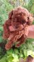 Toy teacup crvena pudla