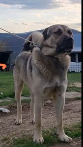 Turski Kangal stenci