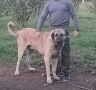 Turski Kangal stenci