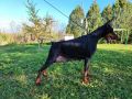 Doberman - skotna zenka