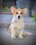 Welsh Corgi Pembroke štenci