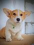 Welsh Corgi Pembroke štenci