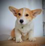 Welsh Corgi Pembroke štenci