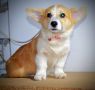 Welsh Corgi Pembroke štenci