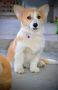 Welsh Corgi Pembroke štenci