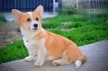 Welsh Corgi Pembroke štenci