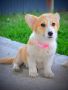 Welsh Corgi Pembroke štenci