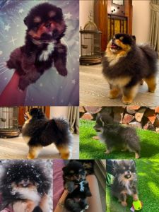 Pomeranci boo – najlepši mini medvedići