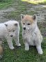 Japanska Akita, štenci