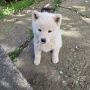 Japanska Akita, štenci